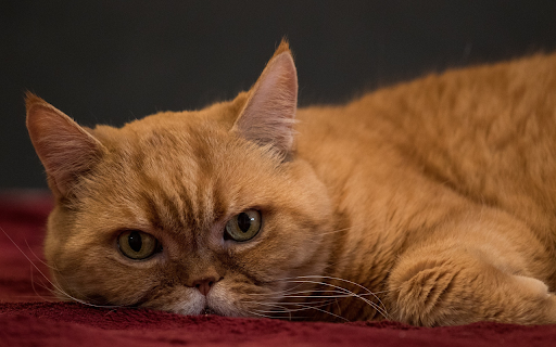 Flat nosed cat  from Chrome web store to be run with OffiDocs Chromium online