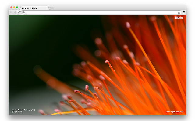 Flickr Tab  from Chrome web store to be run with OffiDocs Chromium online