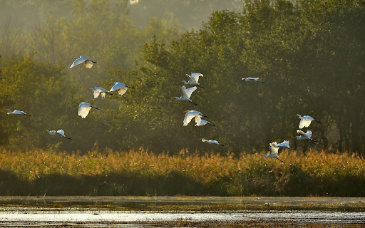 Flight Over Wetlands  from Chrome web store to be run with OffiDocs Chromium online