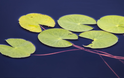 Floating Lily Pads on Dark Water  from Chrome web store to be run with OffiDocs Chromium online