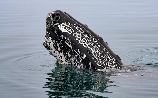 floating whale head  from Chrome web store to be run with OffiDocs Chromium online