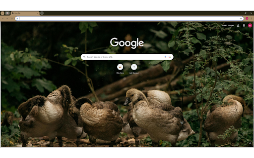 Flock of ducks on ground in green area  from Chrome web store to be run with OffiDocs Chromium online