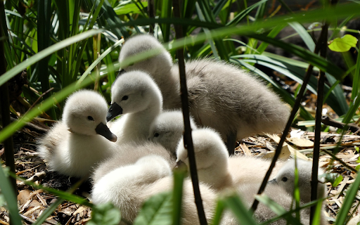 Flock of funny ducklings  from Chrome web store to be run with OffiDocs Chromium online