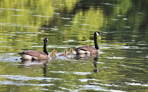 Flock of Geese in a Lake  from Chrome web store to be run with OffiDocs Chromium online