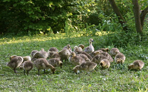 Flock of Little Geese in the Grass Garden  from Chrome web store to be run with OffiDocs Chromium online