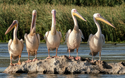 Flock of pelicans  from Chrome web store to be run with OffiDocs Chromium online