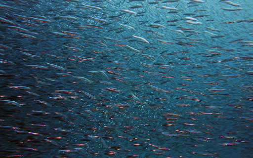flock of sea fish  from Chrome web store to be run with OffiDocs Chromium online