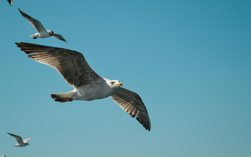 Flock of Seagull Flying in Blue Sky  from Chrome web store to be run with OffiDocs Chromium online
