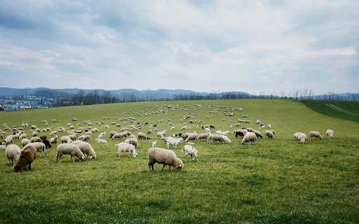 Flock of Sheep Full of Grass  from Chrome web store to be run with OffiDocs Chromium online