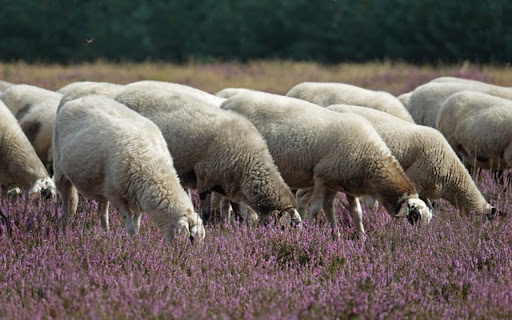 Flock of sheep THEME  from Chrome web store to be run with OffiDocs Chromium online