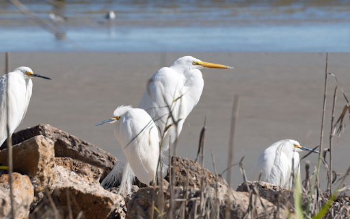 Flock of white birds on the sea  from Chrome web store to be run with OffiDocs Chromium online