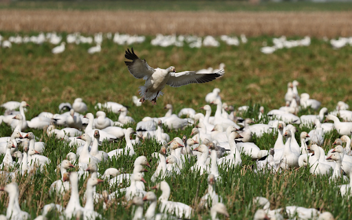 Flock of white ducks on the grass  from Chrome web store to be run with OffiDocs Chromium online