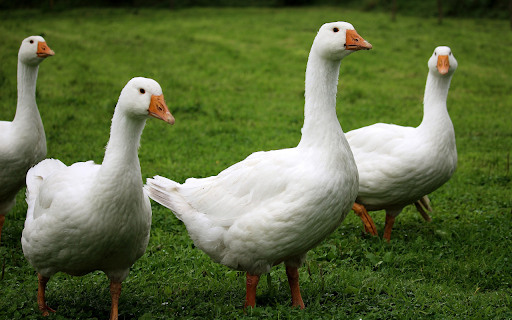 Flock of white geese  from Chrome web store to be run with OffiDocs Chromium online