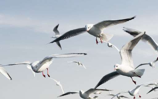 Flock of wide winged birds  from Chrome web store to be run with OffiDocs Chromium online
