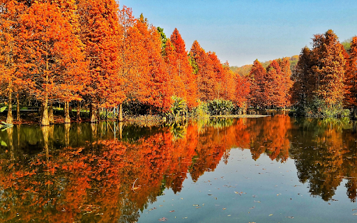 Flooded forest  from Chrome web store to be run with OffiDocs Chromium online