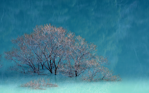 Flooded tree  from Chrome web store to be run with OffiDocs Chromium online
