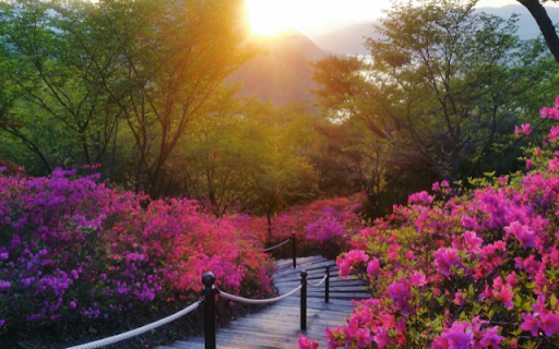 Floral Pathway at Sunrise  from Chrome web store to be run with OffiDocs Chromium online