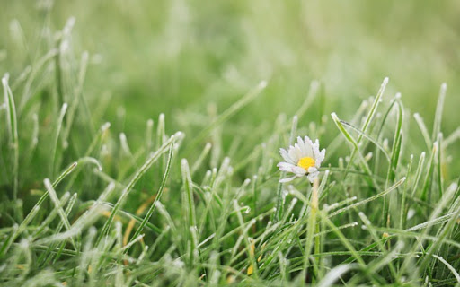 FLOWER 3 Theme  from Chrome web store to be run with OffiDocs Chromium online