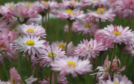 FLOWER 4 Theme  from Chrome web store to be run with OffiDocs Chromium online