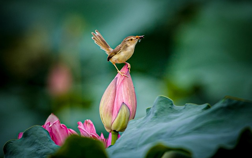 FLOWER AND BIRD Theme  from Chrome web store to be run with OffiDocs Chromium online