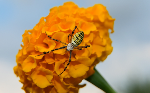 flower and spider  from Chrome web store to be run with OffiDocs Chromium online