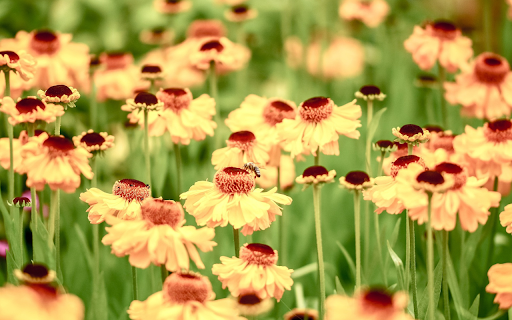 Flower beach  from Chrome web store to be run with OffiDocs Chromium online