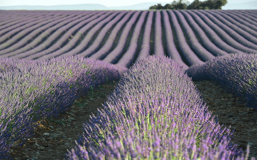 Flower bed  from Chrome web store to be run with OffiDocs Chromium online