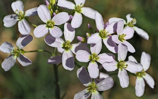 Flower Branch and Four Petal Flowers  from Chrome web store to be run with OffiDocs Chromium online