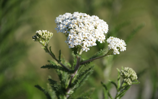 Flower Branch and Leaves  from Chrome web store to be run with OffiDocs Chromium online