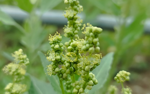 Flower branches  from Chrome web store to be run with OffiDocs Chromium online