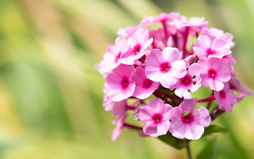 Flower branches are round  from Chrome web store to be run with OffiDocs Chromium online