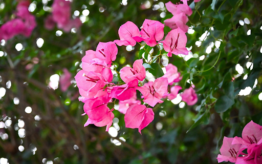 Flower Branches Swinging in the Wind  from Chrome web store to be run with OffiDocs Chromium online