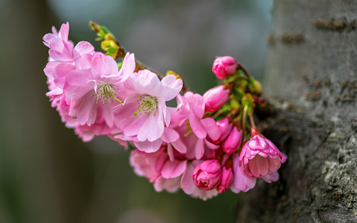 Flower Branch on Tree Trunk  from Chrome web store to be run with OffiDocs Chromium online