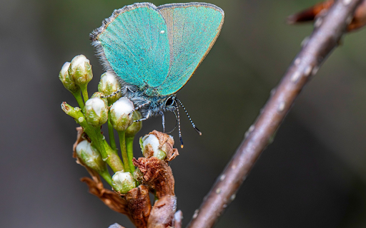 Flower Buds and Blue Butterfly from Chrome web store to be run with OffiDocs Chromium online Flower Buds and Blue Butterfly from Chrome web store to be run with OffiDocs Chromium online