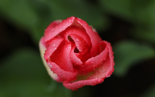 Flower buds and raindrops  from Chrome web store to be run with OffiDocs Chromium online