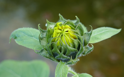 Flower buds bloom  from Chrome web store to be run with OffiDocs Chromium online