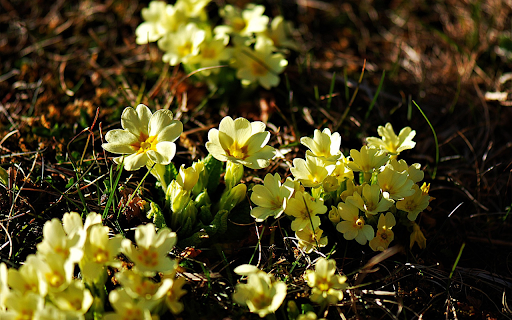 Flower buds in the soil  from Chrome web store to be run with OffiDocs Chromium online