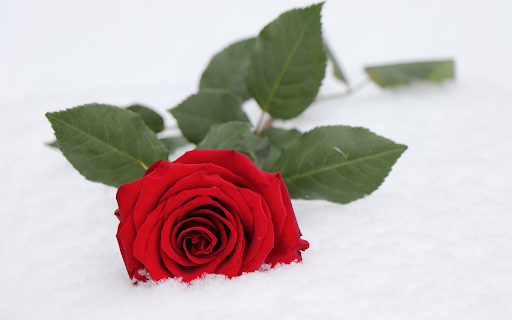 Flower buried in snow  from Chrome web store to be run with OffiDocs Chromium online