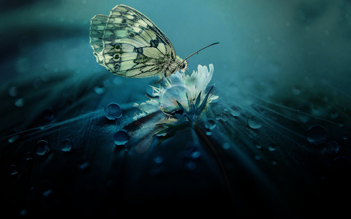 Flower Butterfly  from Chrome web store to be run with OffiDocs Chromium online
