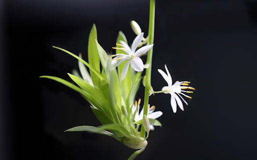 Flower climbing  from Chrome web store to be run with OffiDocs Chromium online