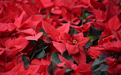Flower color is red  from Chrome web store to be run with OffiDocs Chromium online