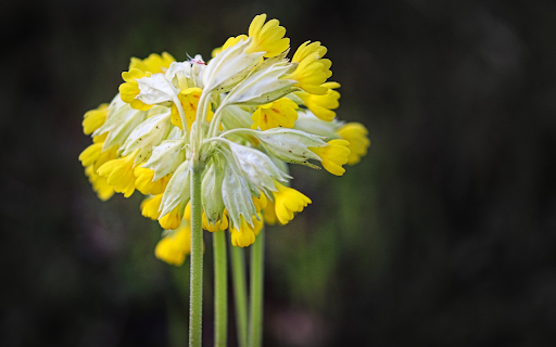 Floweret  from Chrome web store to be run with OffiDocs Chromium online
