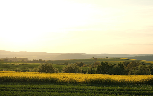 Flower Field  from Chrome web store to be run with OffiDocs Chromium online