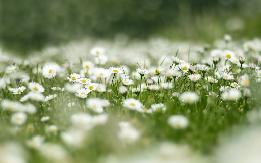 Flower fields  from Chrome web store to be run with OffiDocs Chromium online