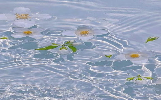 flower floating on water wallpaper  from Chrome web store to be run with OffiDocs Chromium online