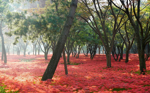 Flower forest  from Chrome web store to be run with OffiDocs Chromium online