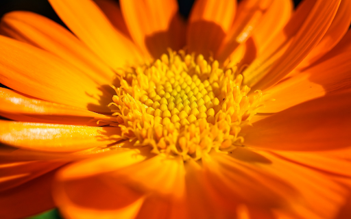 Flower gerbera petals orange  from Chrome web store to be run with OffiDocs Chromium online