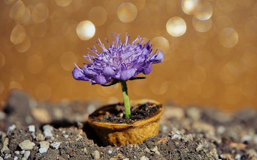 Flowering tree without leaves  from Chrome web store to be run with OffiDocs Chromium online