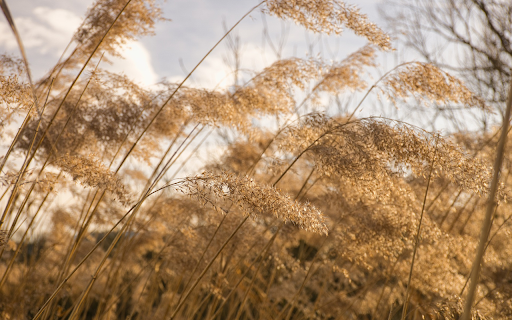 Flower Meadow  from Chrome web store to be run with OffiDocs Chromium online