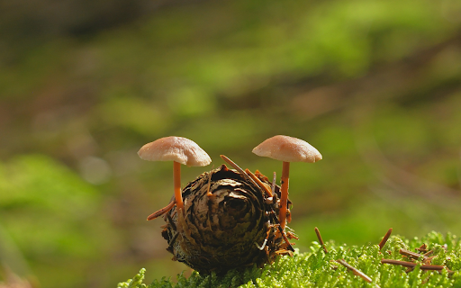 Flower mushrooms  from Chrome web store to be run with OffiDocs Chromium online